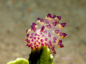 Janolus Species, Anilao, Philippines. by Marylin Batt 